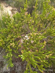 Erica brachialis