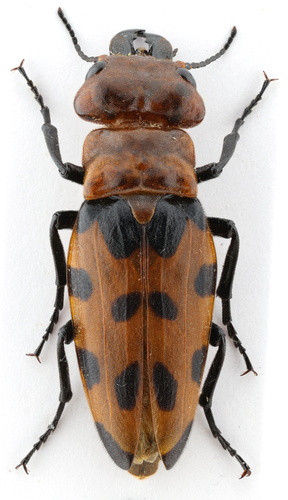 Cissites maculata (Swederus, 1787)