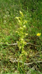 Platanthera holmboei