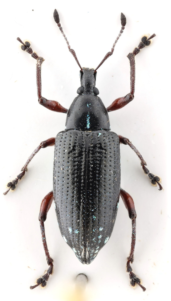 Lachnopus proteus