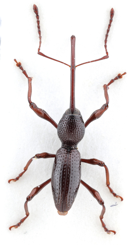 Sicoderus championi