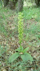 Platanthera holmboei