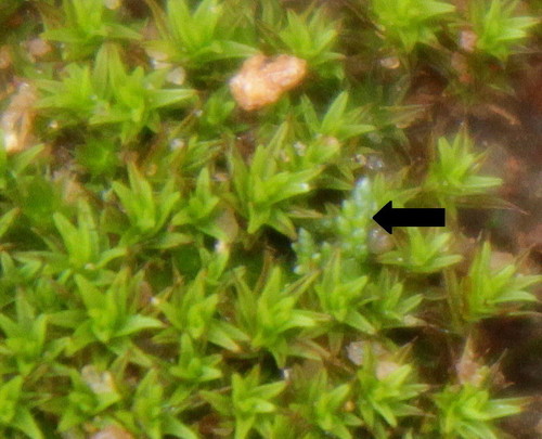 Bryum argenteum image