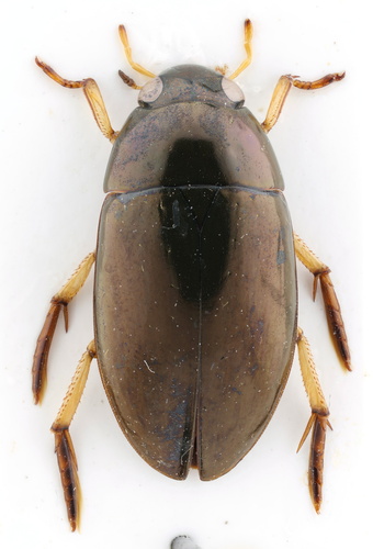 Tropisternus quadristriatus (Horn, 1871)