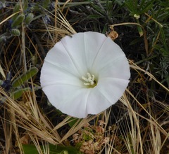 Calystegia macrostegia macrostegia