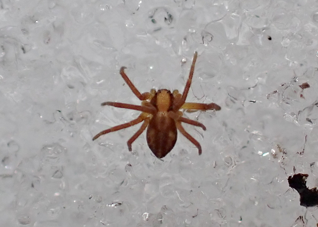 Philodromus exilis