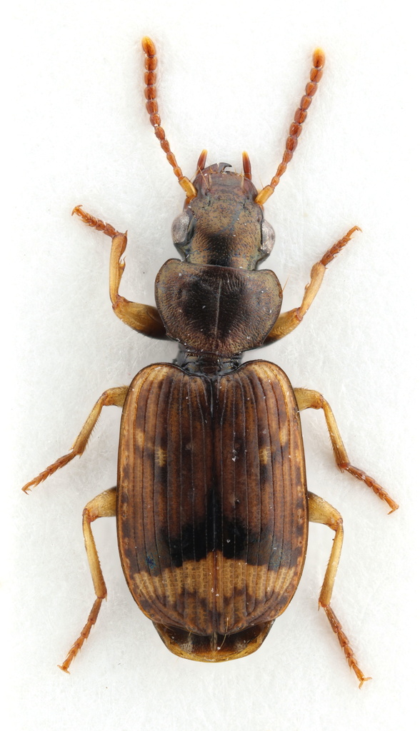 Apenes fasciata