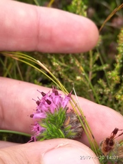Erica barbigeroides