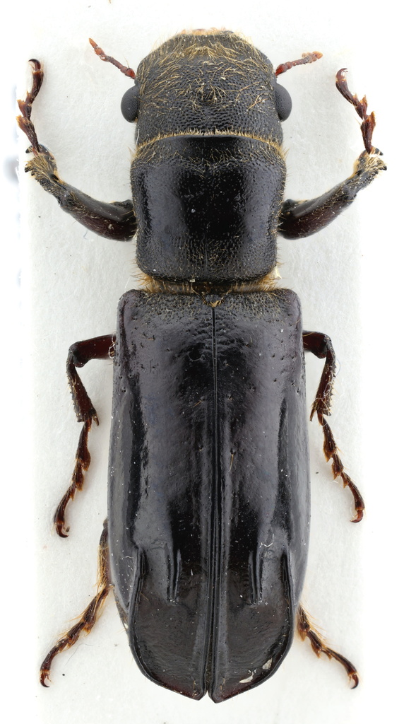 Melalgus jamaicensis