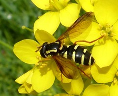 Xanthogramma citrofasciatum