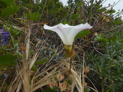 Calystegia macrostegia macrostegia