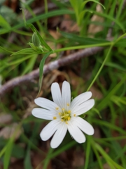 Rabelera holostea