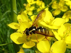 Xanthogramma citrofasciatum