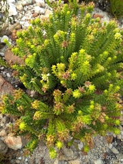 Campylostachys cernua