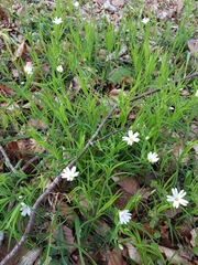 Rabelera holostea