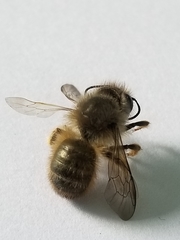 Osmia taurus