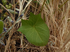 Calystegia macrostegia macrostegia