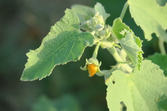 Abutilon pannosum