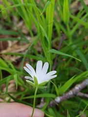 Rabelera holostea