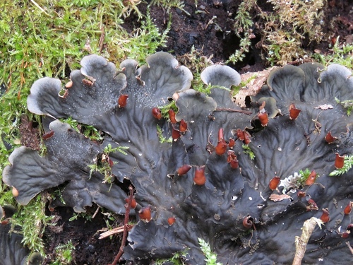 Peltigera praetextata