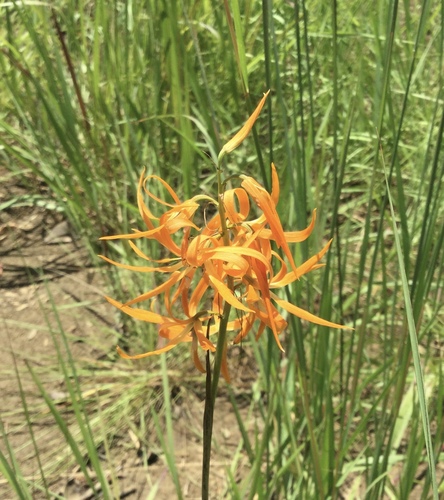 Orthochilus walleri