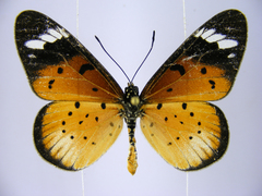 Acraea encedana