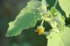 Abutilon pannosum