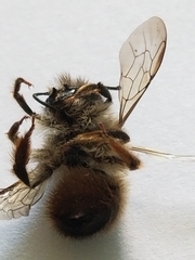 Osmia taurus