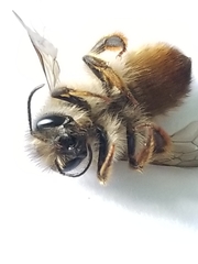 Osmia taurus