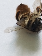 Osmia taurus