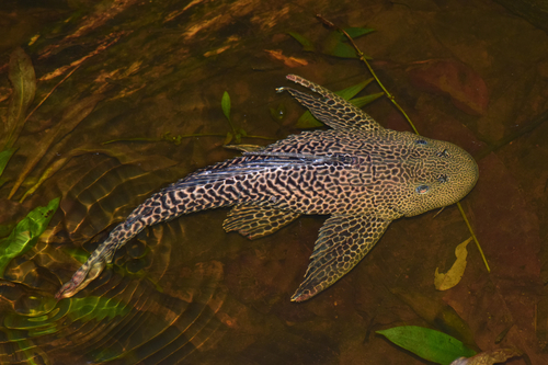 Ảnh của Cá tỳ bà lớn (cá dọn bể lớn)