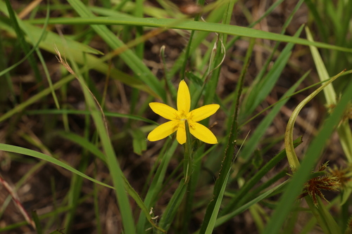 Image of Golden Weather-Grass (Hypoxis hygrometrica) by (c) Greg Tasney, some rights reserved (CC BY-SA)