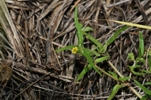 Image of Eclipta platyglossa by (c) Greg Tasney, some rights reserved (CC BY-SA)