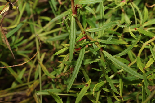 Haloragis stricta (Haloragis stricta)