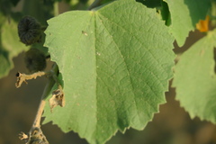 Abutilon pannosum