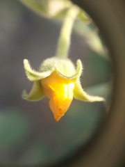 Abutilon pannosum