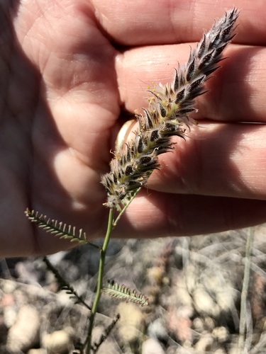 Image of Dalea pringlei by (c) Sue Carnahan, some rights reserved (CC BY)