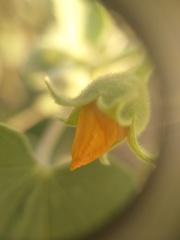 Abutilon pannosum