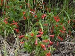 Diplacus parviflorus