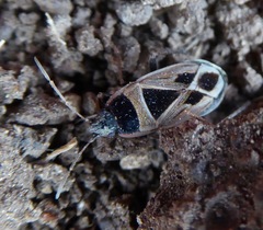Xanthochilus saturnius