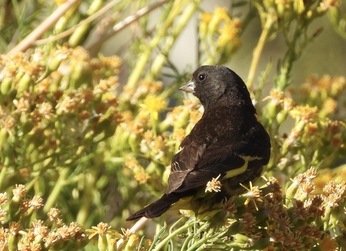 Yellow-rumped Siskin (Spinus uropygialis), photo 7