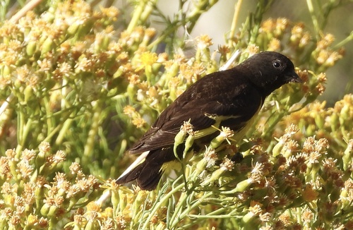 Yellow-rumped Siskin (Spinus uropygialis), photo 8