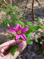 Rubus spectabilis
