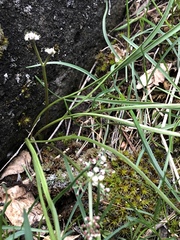 Lomatium linearifolium
