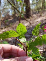 Rubus spectabilis