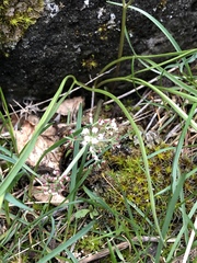 Lomatium linearifolium