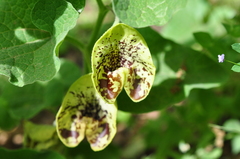 Aristolochia paecilantha