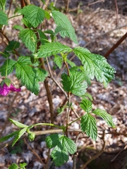 Rubus spectabilis