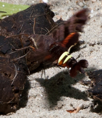 Amphion floridensis