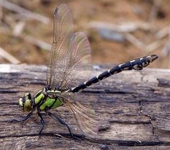 Ophiogomphus colubrinus
